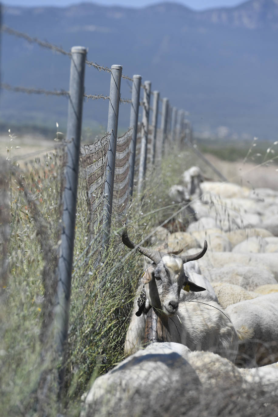Fotos: Ovejas montesinas en La Tercia (Moratalla)
