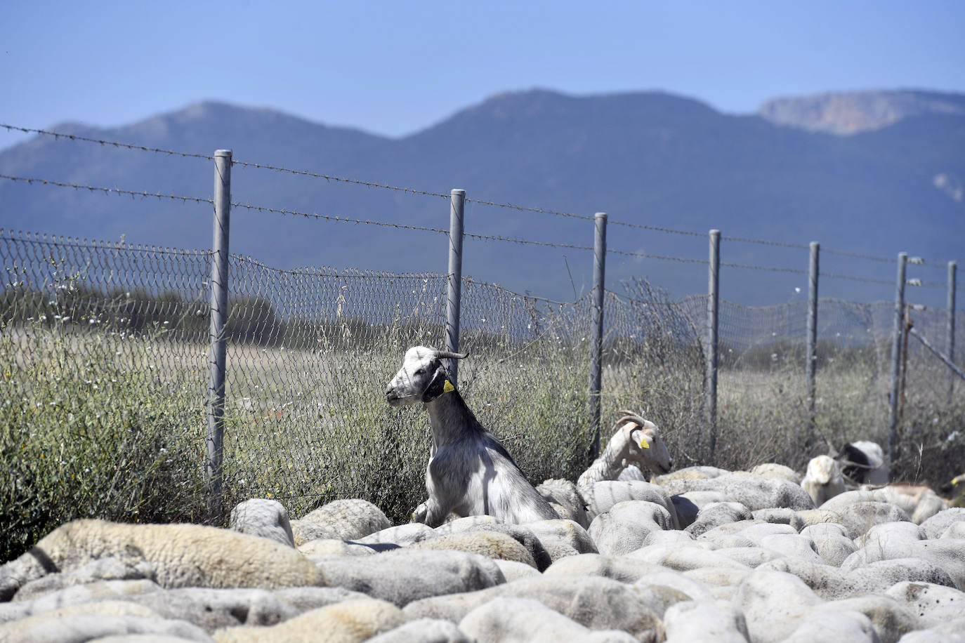 Fotos: Ovejas montesinas en La Tercia (Moratalla)