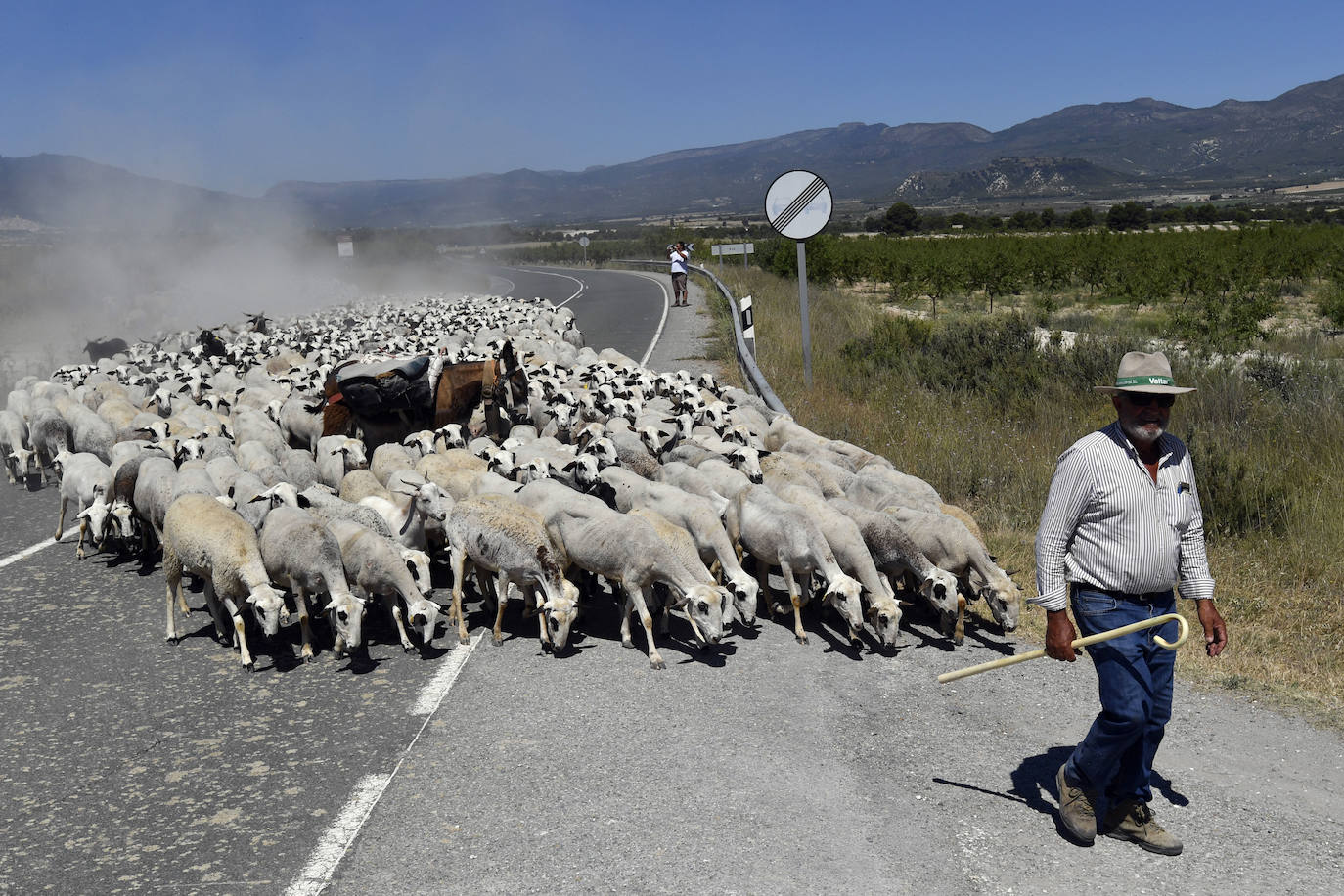 Fotos: Ovejas montesinas en La Tercia (Moratalla)