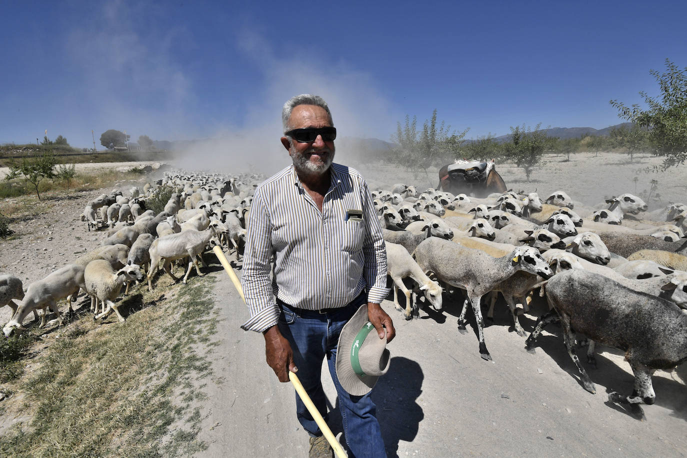 Fotos: Ovejas montesinas en La Tercia (Moratalla)