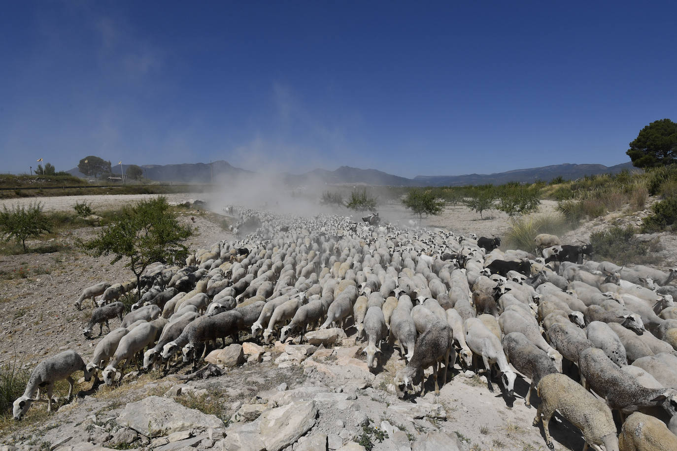Fotos: Ovejas montesinas en La Tercia (Moratalla)