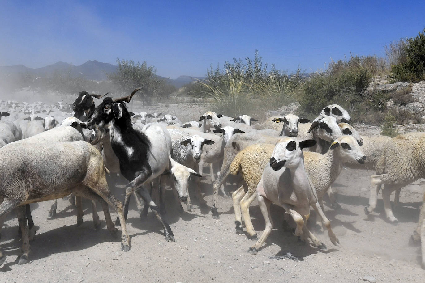 Fotos: Ovejas montesinas en La Tercia (Moratalla)