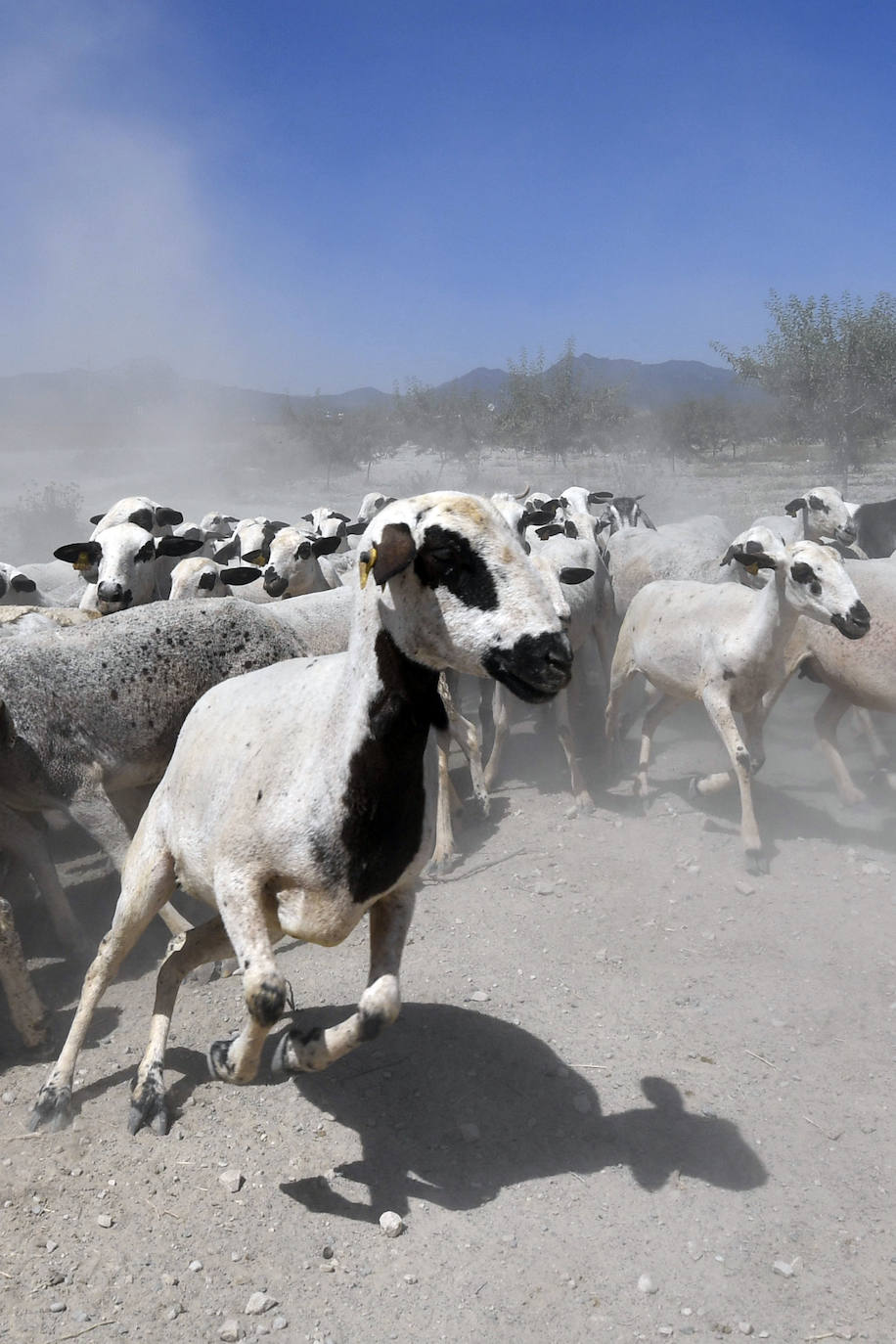 Fotos: Ovejas montesinas en La Tercia (Moratalla)