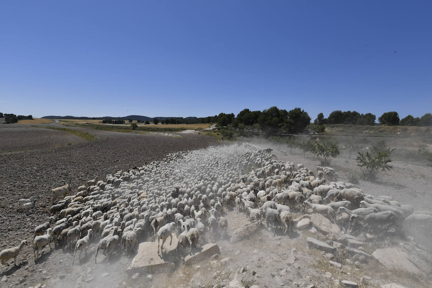 Fotos: Ovejas montesinas en La Tercia (Moratalla)