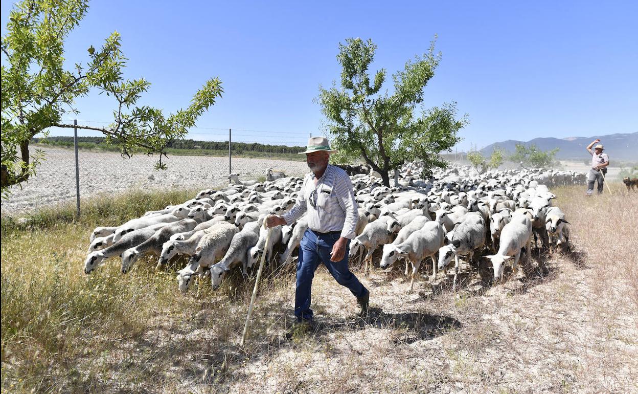 Un rebaño de 1.500 ovejas montesinas de Antonio García 'Calares' se desplaza hacia pastos de Calasparra junto a la valla que usurpa parte del Cordel de Cehegín. 