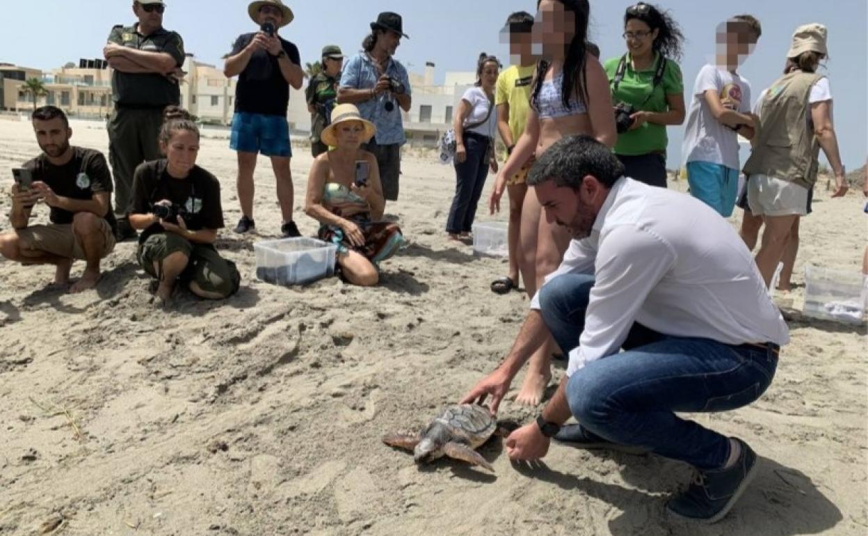 El consejero Antonio Luego suelta en la playa de la Ensenada del Esparto una de las tortugas boba cuidadas por la Fundación Oceanografic.