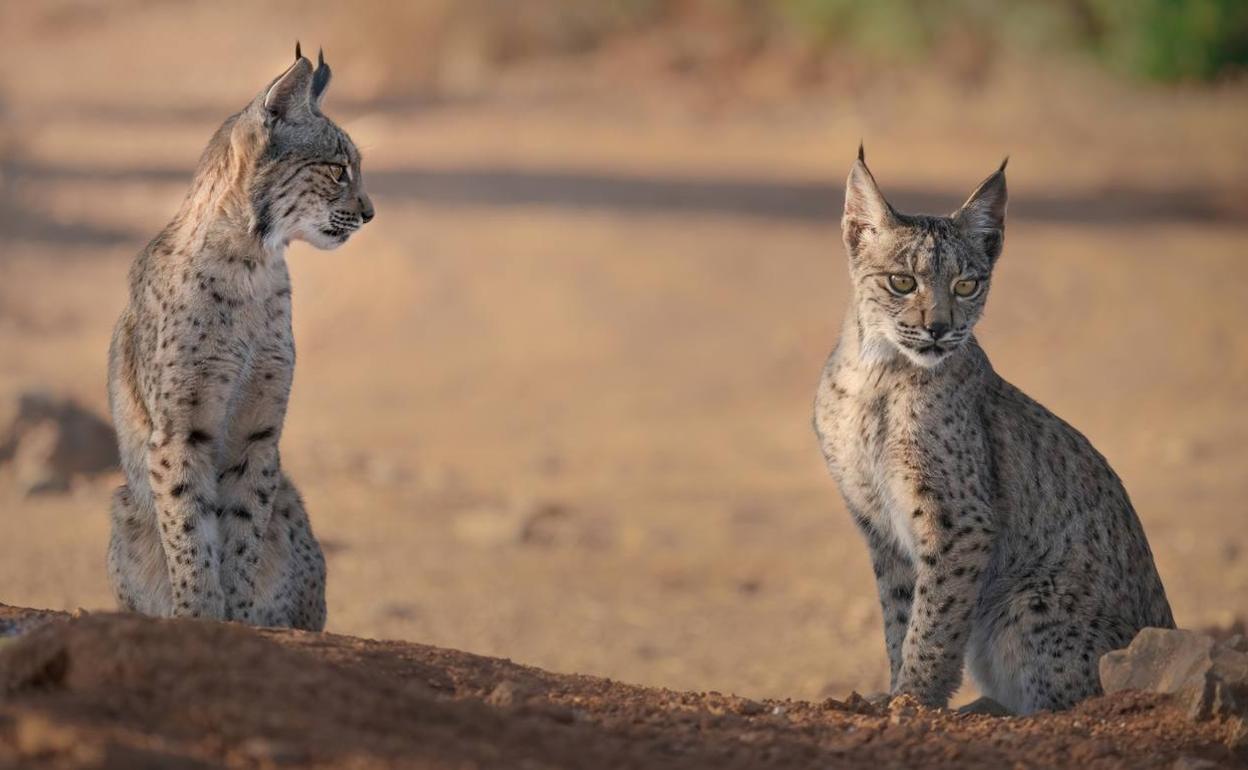 Dos cachorros de lince ibérico.