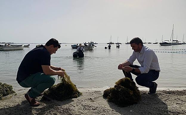 La Comunidad retira más de 10.500 toneladas de biomasa del Mar Menor 