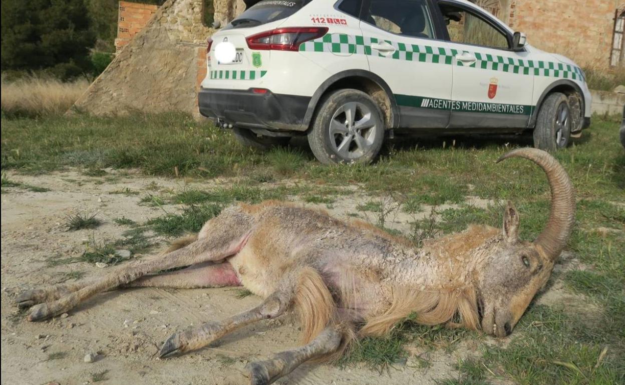 Un arruí fallecido por sarna , en una imagen de archivo.