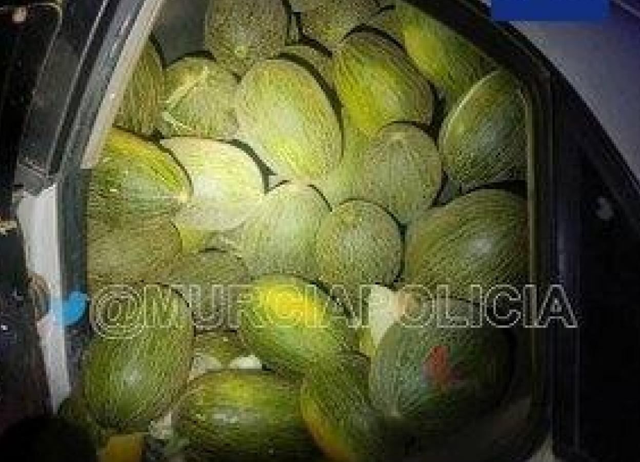 Los melones robados por los detenidos.