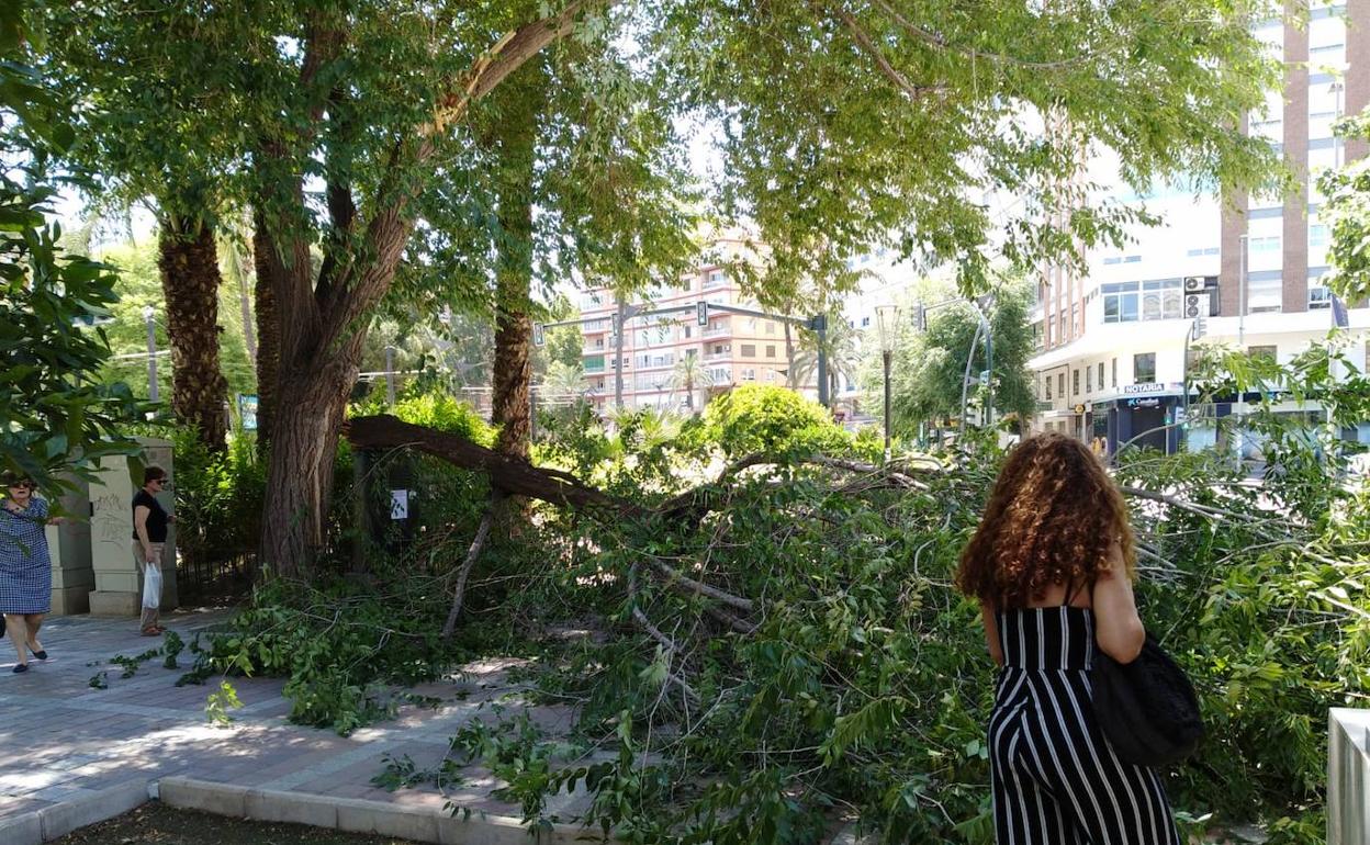 Varios vecinos se detienen a observar la rama caída en Murcia