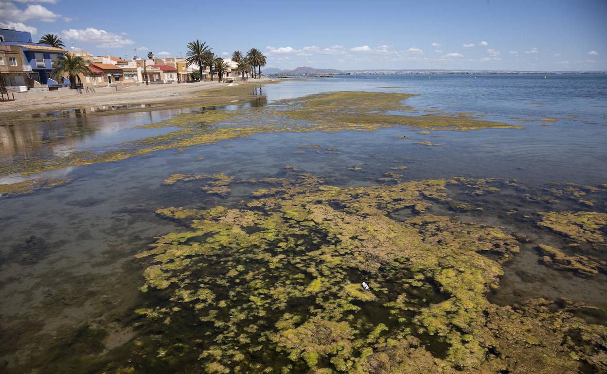 El Mar Menor en la zona de Los Urrutias, a finales del pasado mes de mayo.