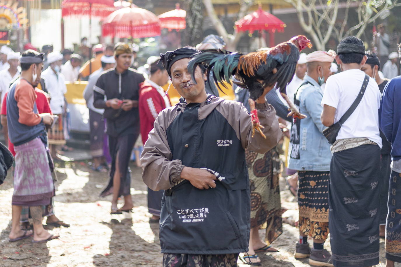 Fotos: Peleas de gallos en Bali