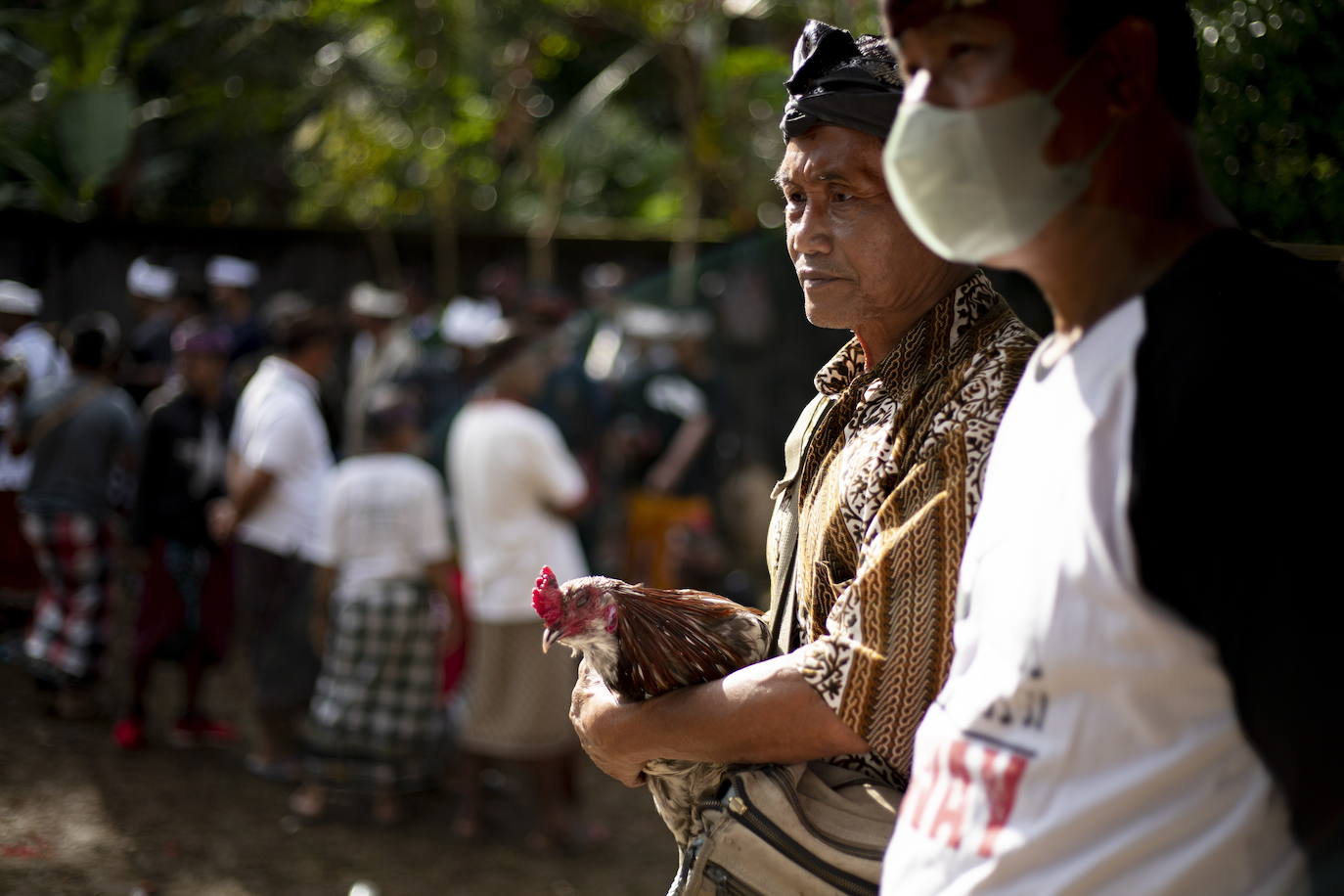Fotos: Peleas de gallos en Bali