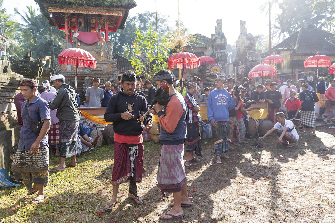 Fotos: Peleas de gallos en Bali