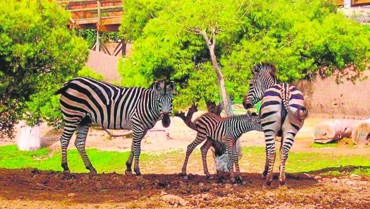 Varias cebras de Terra Natura. 