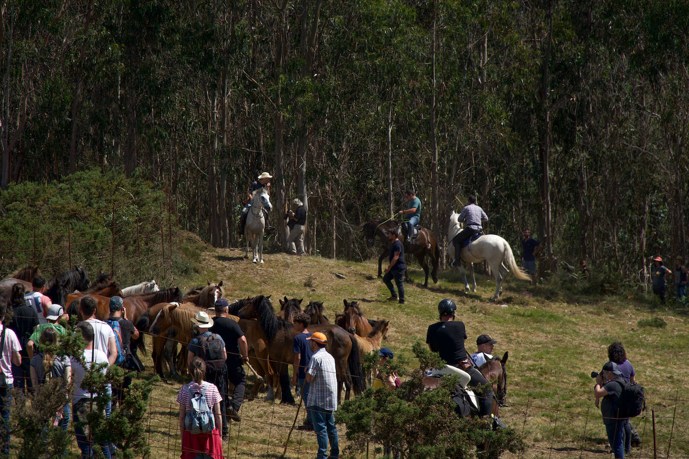 Fotos: Rapa das Bestas 2022