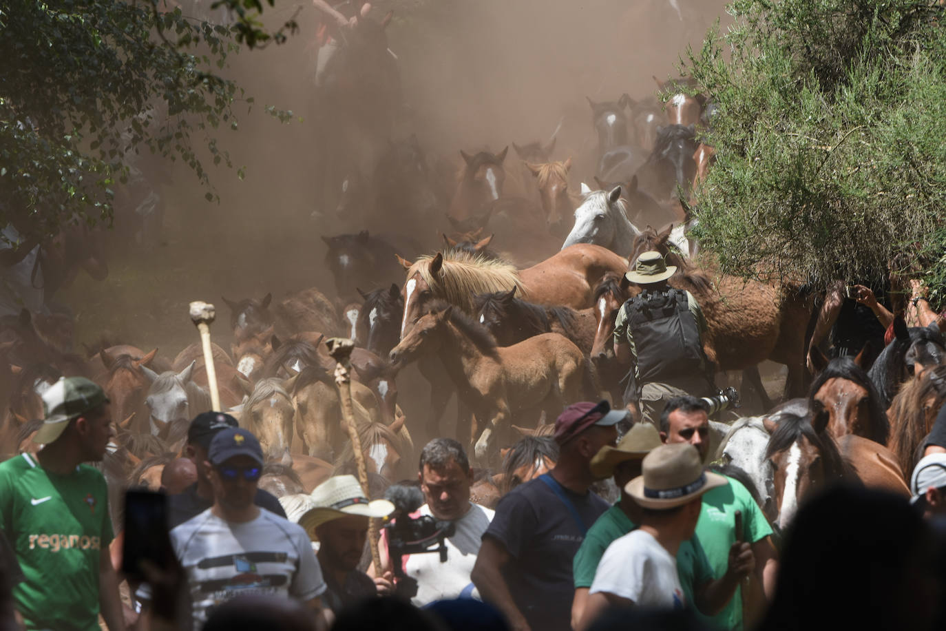 Fotos: Rapa das Bestas 2022