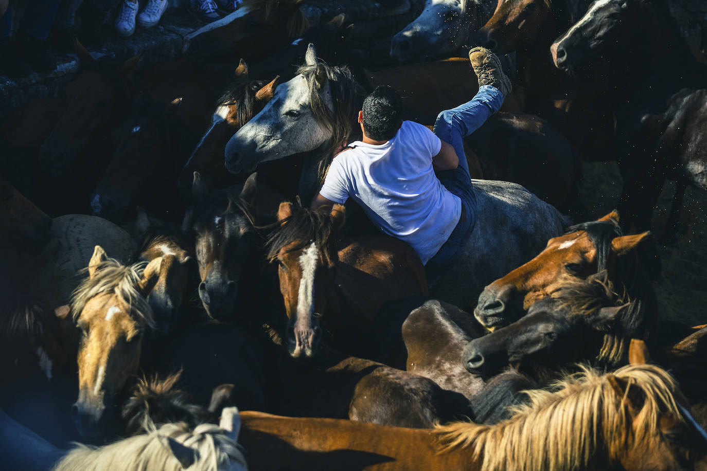 Fotos: Rapa das Bestas 2022