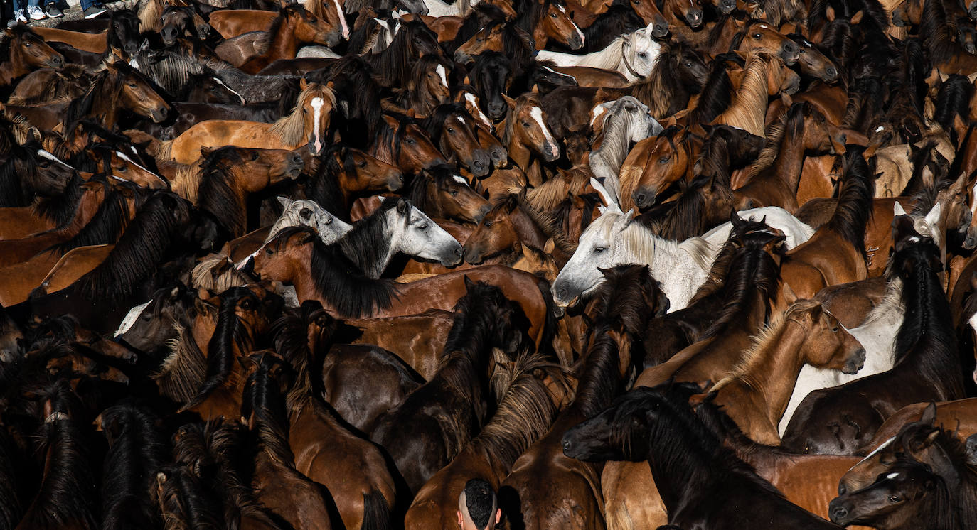 Fotos: Rapa das Bestas 2022