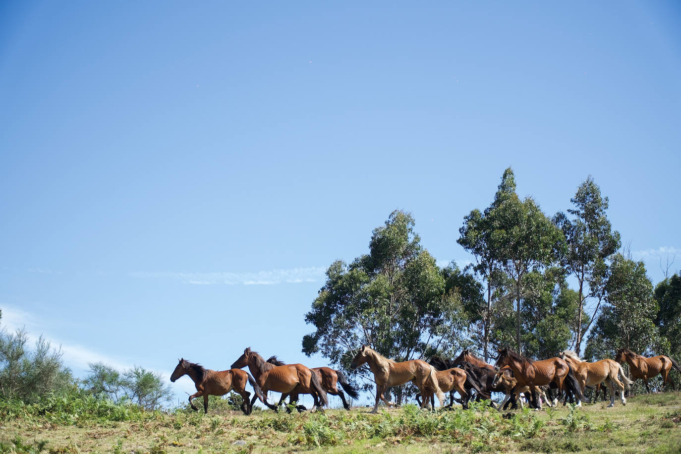 Fotos: Rapa das Bestas 2022