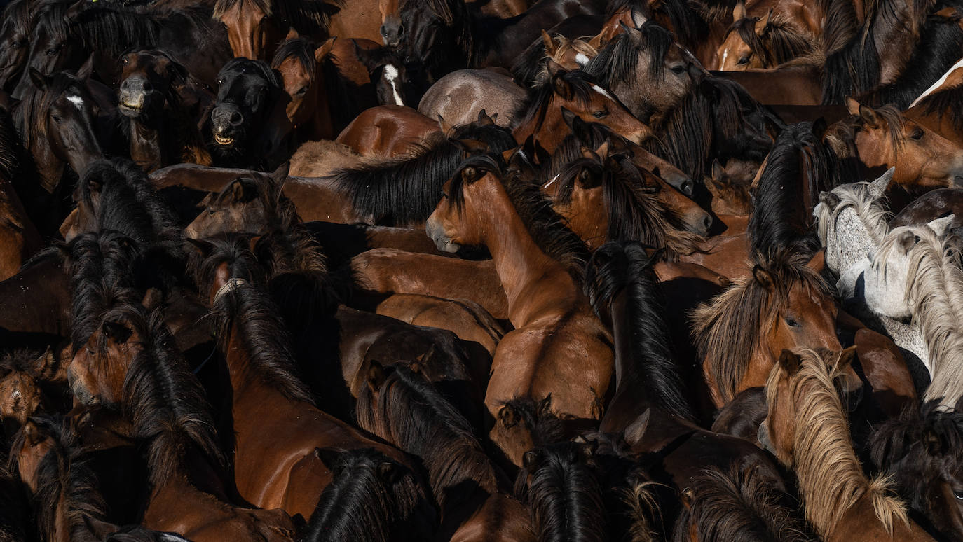 Fotos: Rapa das Bestas 2022