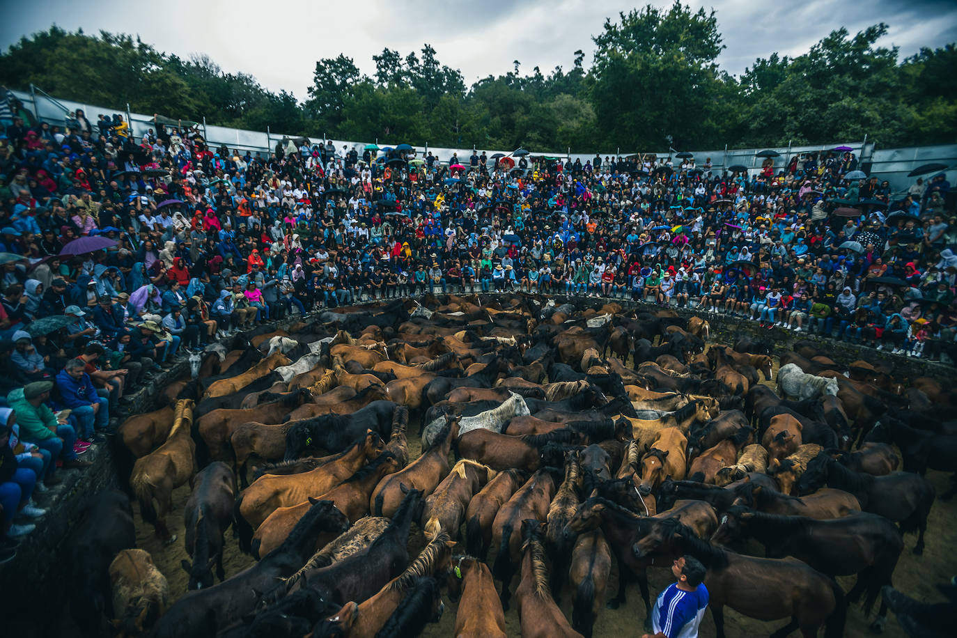 Fotos: Rapa das Bestas 2022