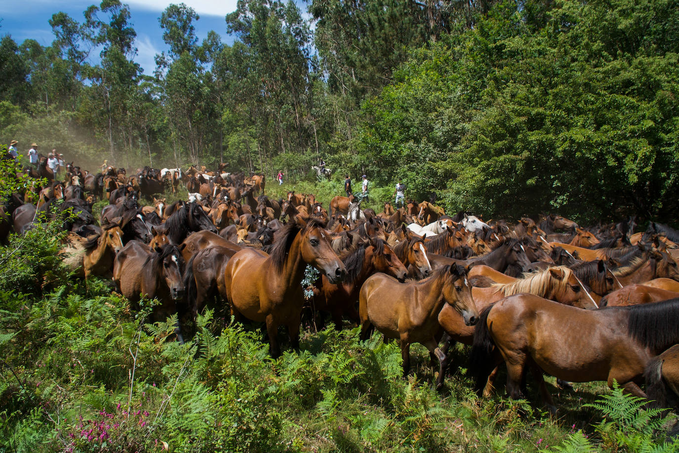 Fotos: Rapa das Bestas 2022
