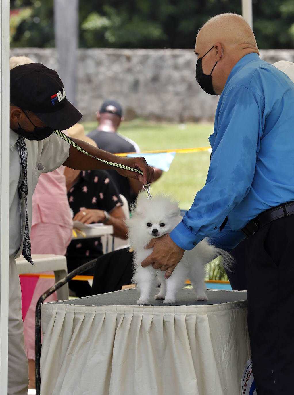 Fotos: Los mejores perros en La Habana