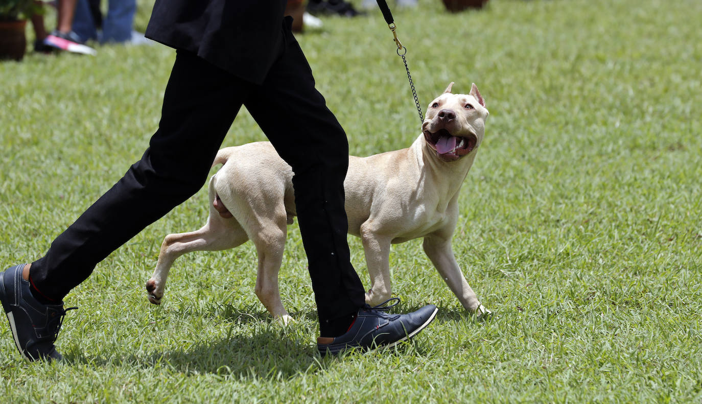Fotos: Los mejores perros en La Habana