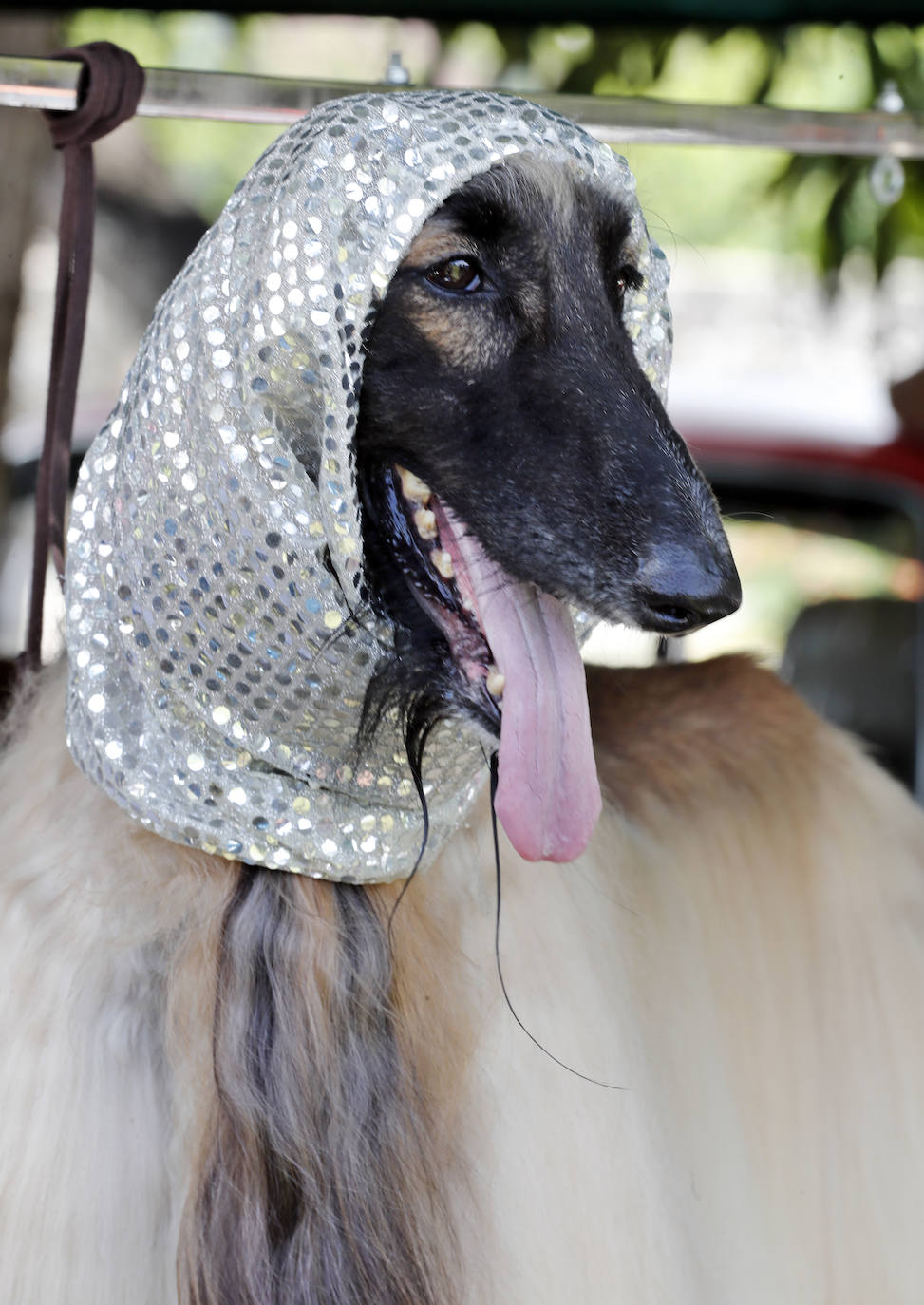Fotos: Los mejores perros en La Habana
