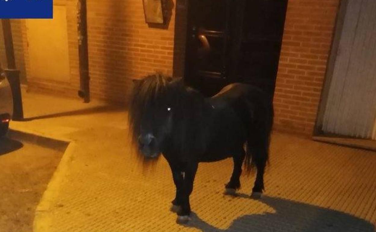 El poni localizado en La Alberca