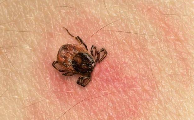 Cómo acabar con las garrapatas en casa