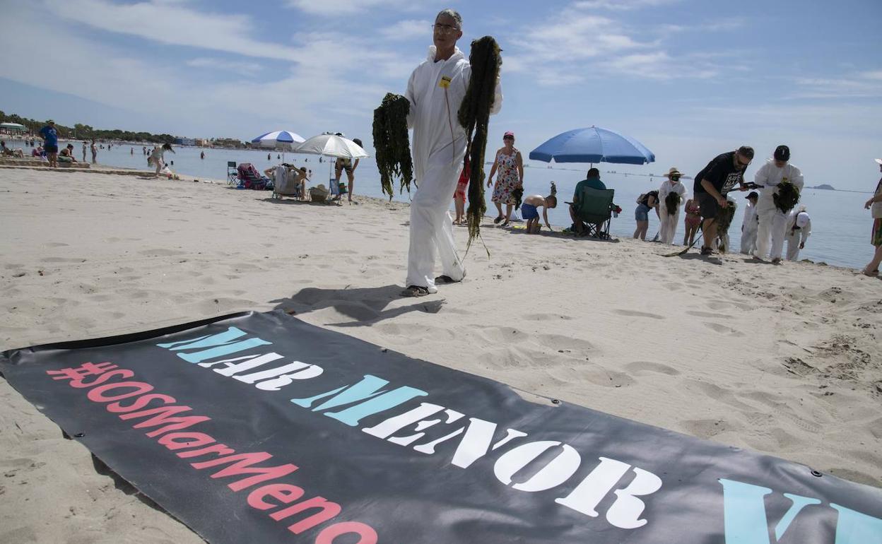 Un voluntario recoge algas del Mar Menor, en una fotografía de archivo.