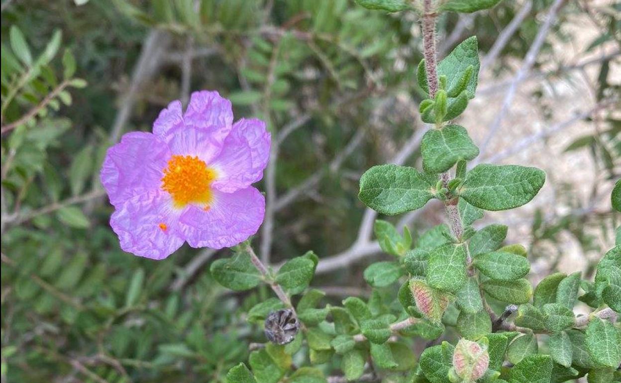 Una de las jaras de Cartagena descubiertas en Cabrera.
