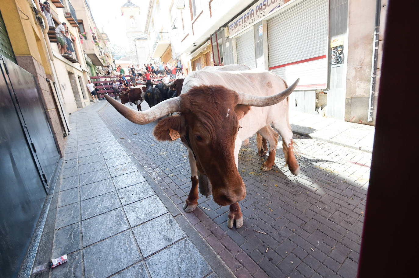 Fotos: Las imágenes del último encierro de Moratalla 2022