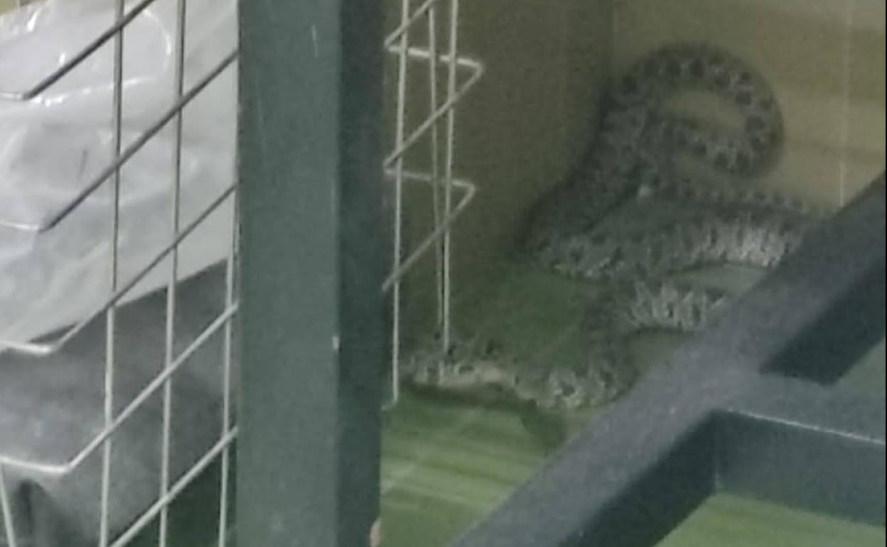 La serpiente encontrada en los laboratorios del hospital Morales Meseguer.