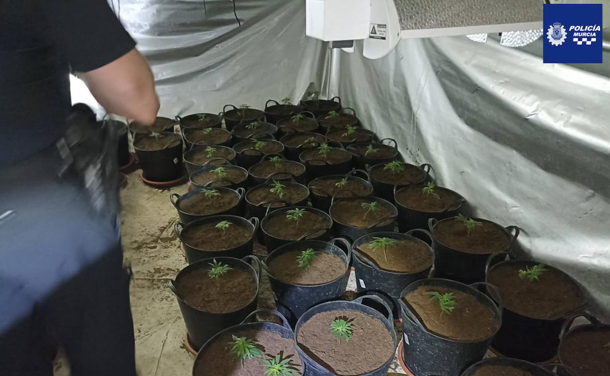Un agente contabiliza algunas de las plantas de marihuana descubiertas. 