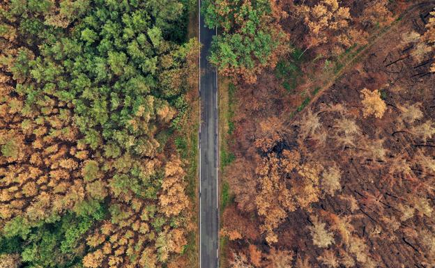 Masa forestal en descomposición por la sequía.