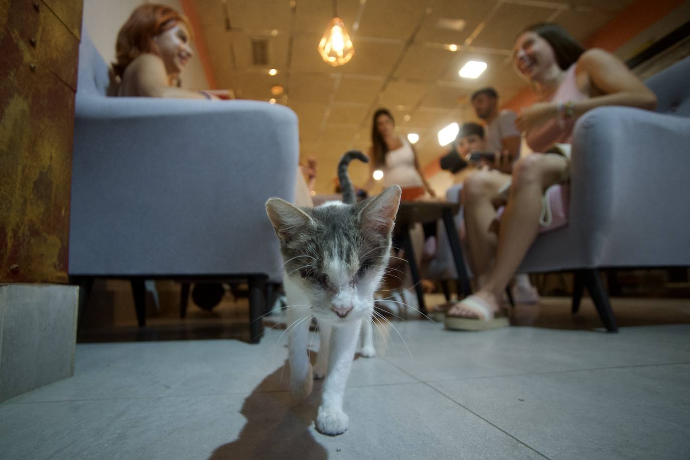 Fotos: La inauguración de la cafetería La Gatera de Murcia, en imágenes