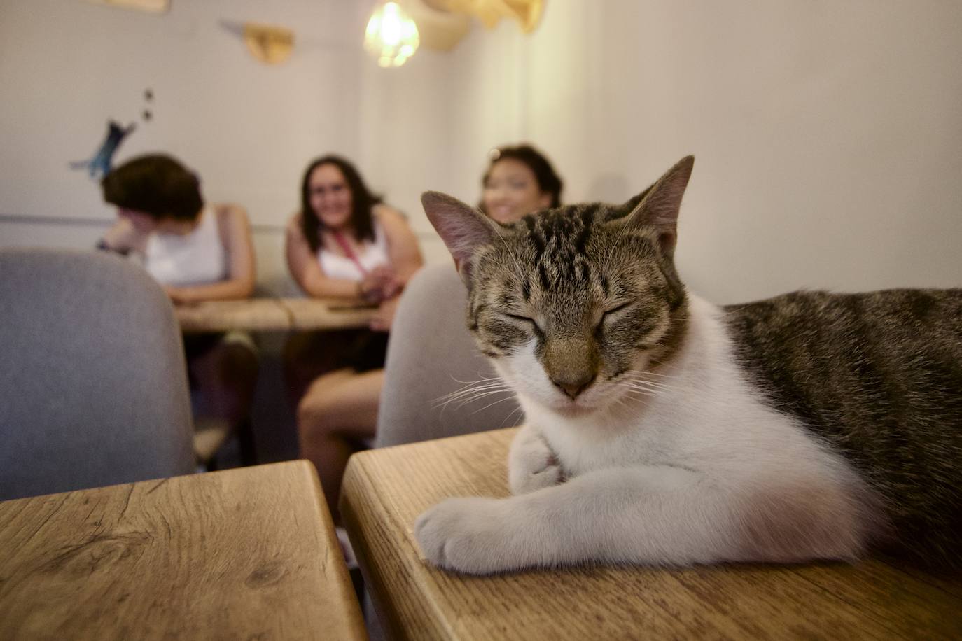 Fotos: La inauguración de la cafetería La Gatera de Murcia, en imágenes