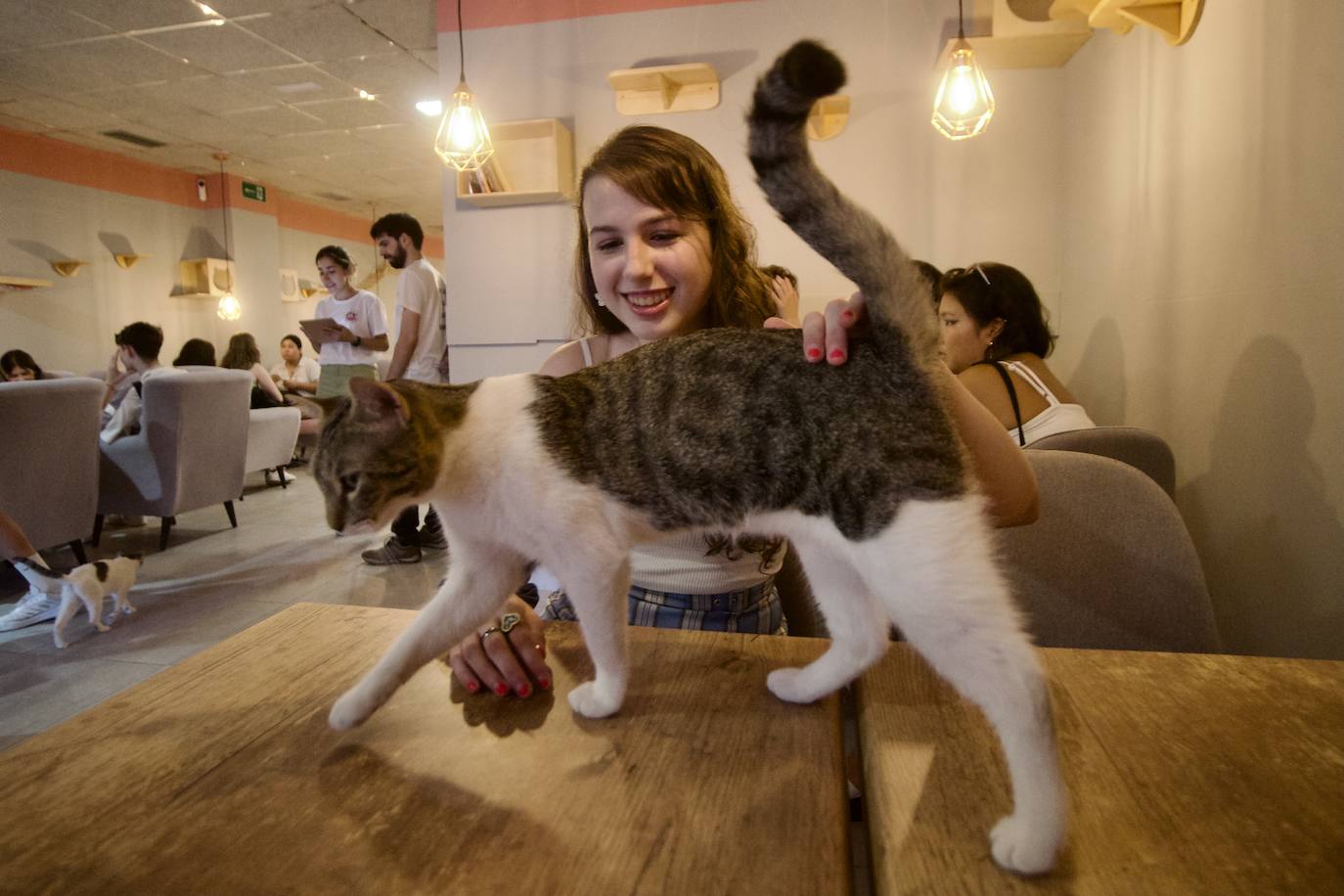 Fotos: La inauguración de la cafetería La Gatera de Murcia, en imágenes