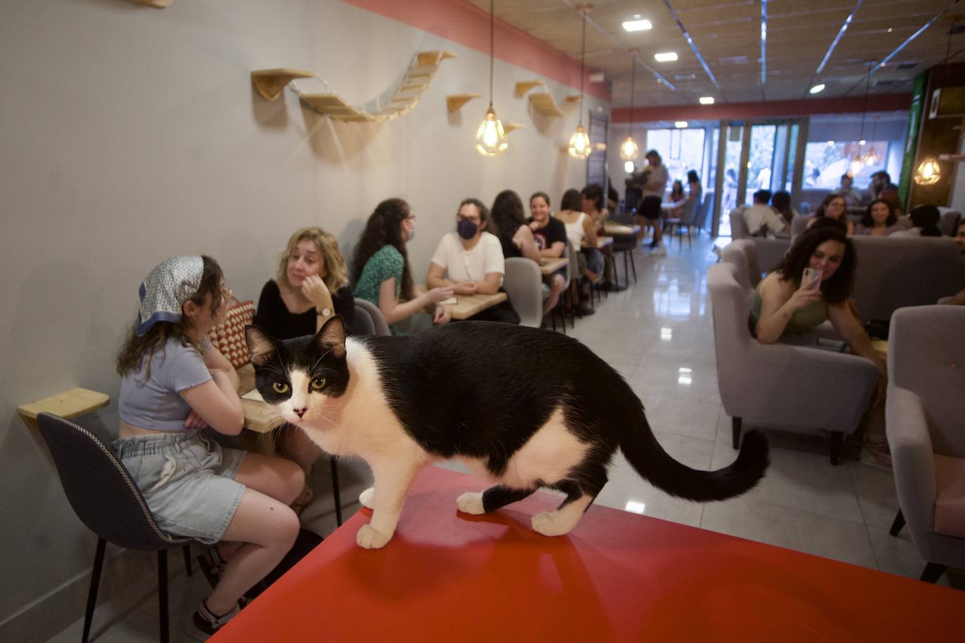 Fotos: La inauguración de la cafetería La Gatera de Murcia, en imágenes