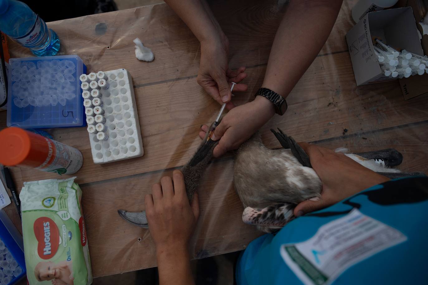 Fotos: Aumenta la familia flamenca andaluza