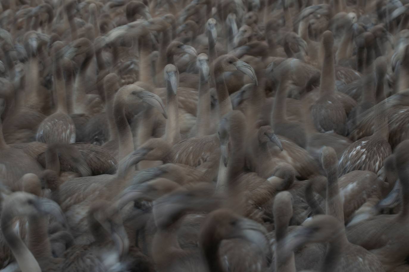 Fotos: Aumenta la familia flamenca andaluza