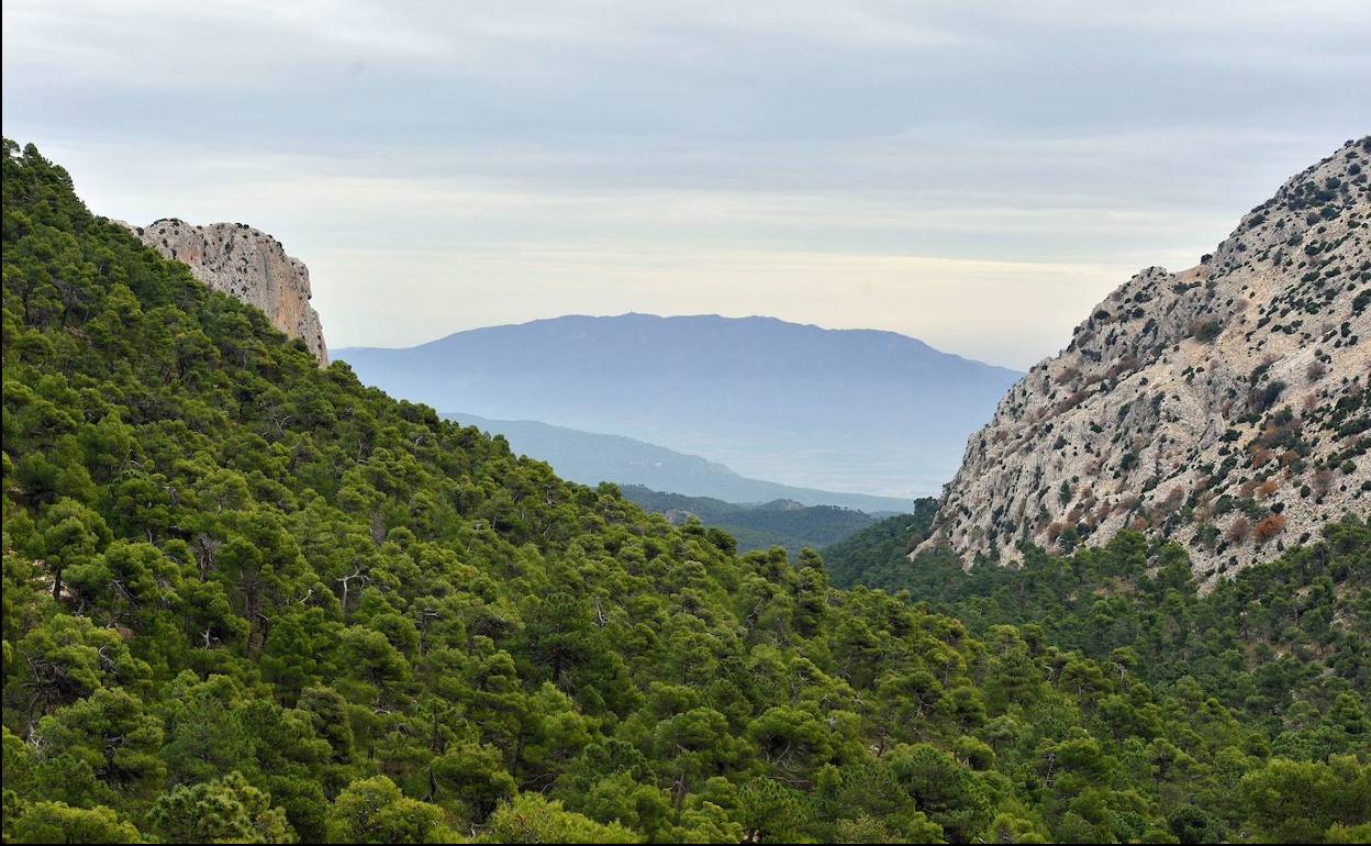 Valle de Leyva, en el Parque Regional de Sierra Espuña, espacio natural que fue reforestado a finales del siglo XIX con pino carrasco y otras especies.