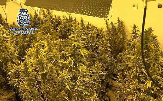 Plantación de marihuana encontrada en una nave en la pedanía murciana de San Ginés.
