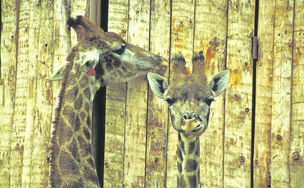 Jirafas en el parque de la naturaleza de Cabárceno (Cantabria)