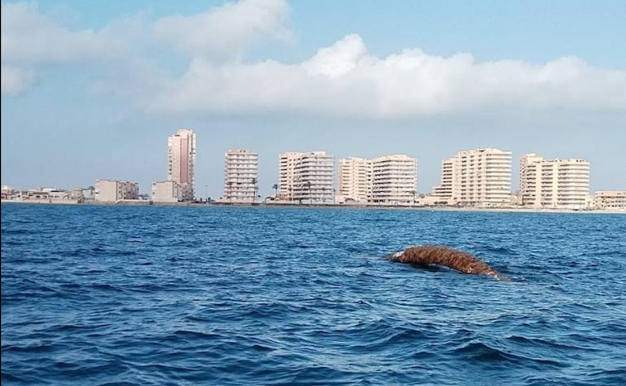 Imagen del emisario submarino semihundido a una milla de La Manga, en la zona de San Javier. 