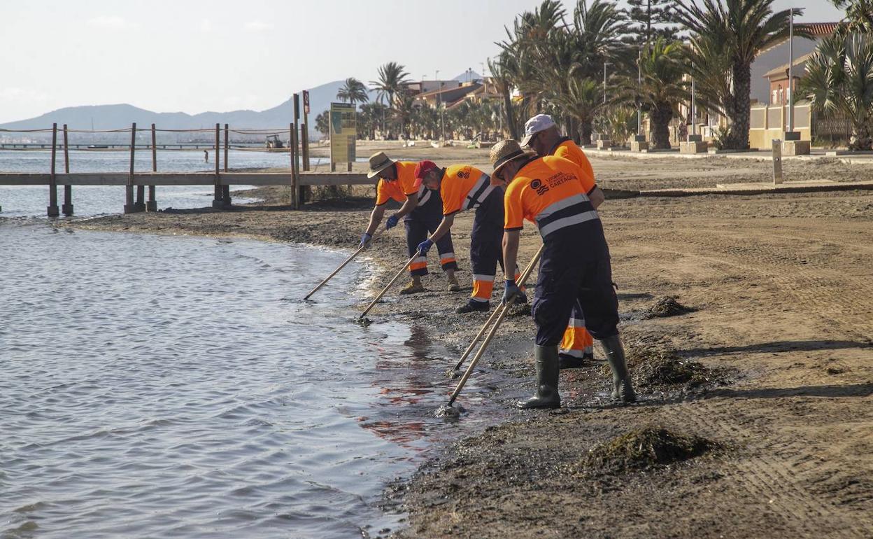 Labores de mantenimiento de la playa de Los Urrutias, esta semana.